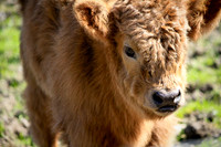 HairyCoo